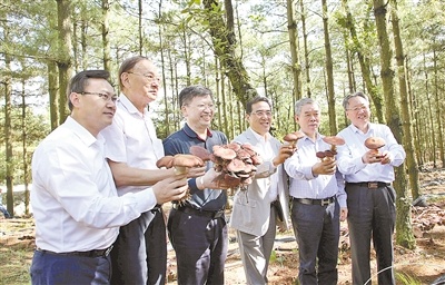 云南會澤：6000畝林下食用菌有“錢途”