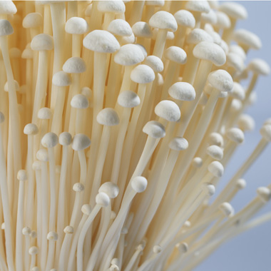雪榕生物預估因受南方暴雨影響金針菇或漲價