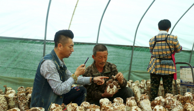 辽宁：不断做强香菇产业 农民越来越吃“香”