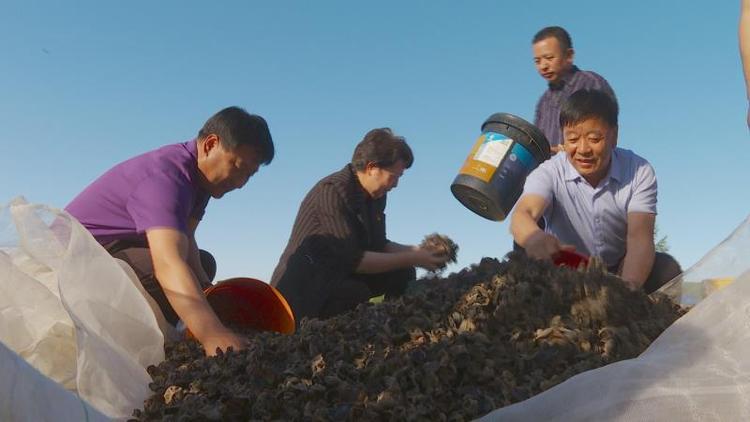 内蒙古：黑木耳产业托起三个村的致富梦