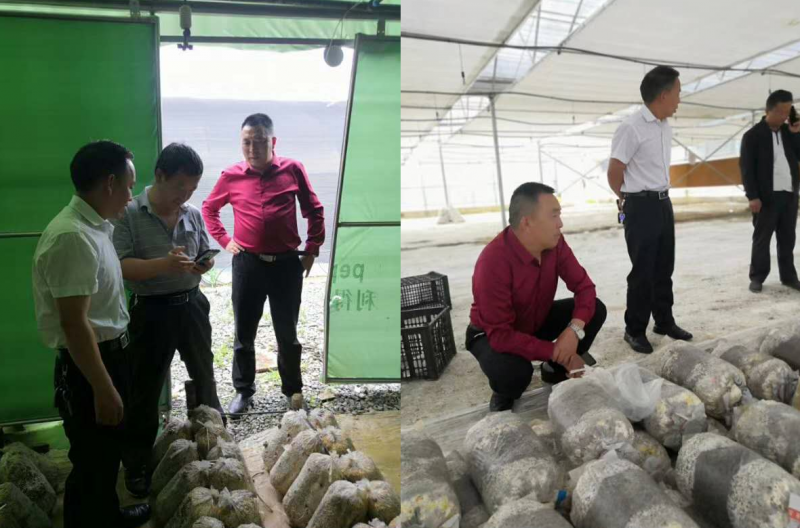 湖北隨緣食用菌消毒劑有限公司總經理袁世平應邀赴貴州省畢節市食用菌基地調研