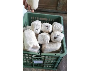 大量供应优质大球盖菇/赤松茸菌种