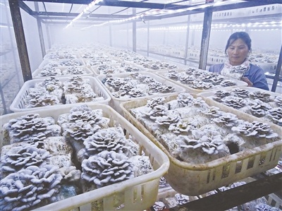 云南：新建食用菌工厂化栽培基地 带动农户增收致富