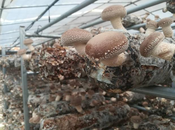河南省盧氏縣奮力打造全國香菇產業強縣