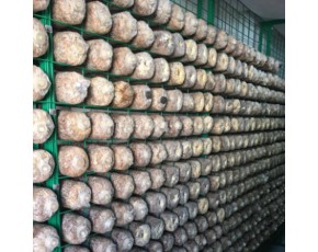 食用菌网格架生产厂家 浸塑蘑菇网片价格 食用菌出菇层架