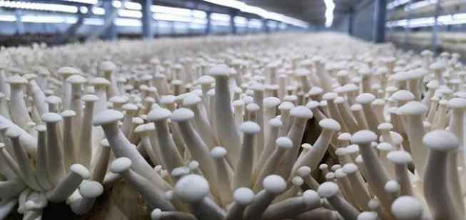 陜西：食用菌種植品種日益豐富