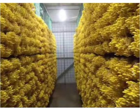 蘑菇灭菌器参数   高压蒸汽食用菌灭菌器