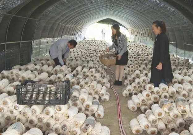 貴州畢節(jié)：千畝食用菌為農民撐起“致富傘”