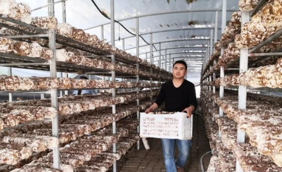 贵州省铜仁市建成标准化食用菌基地26个，食用菌产值达13亿元