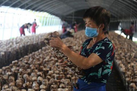 头茬“致富菌”获丰收 蘑菇棚助农增收