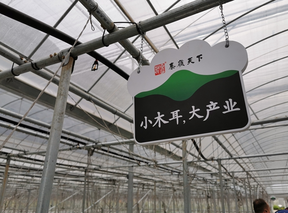 陜西柞水：創新帶貧模式 “小木耳”成“大產業”
