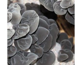 黑久菌种