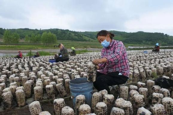 上半年牡丹江食用菌栽培量达21亿袋，预计到今年年底实现产值50亿元