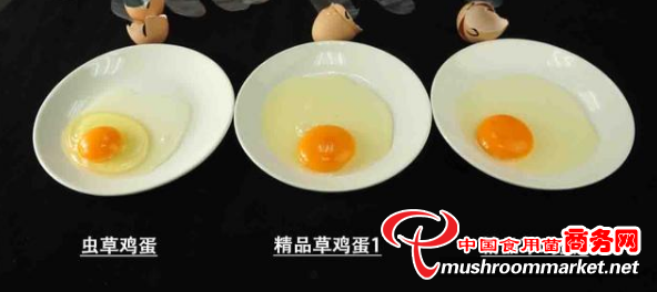 好蛋源于健康的鸡，虫草鸡蛋您吃过吗？