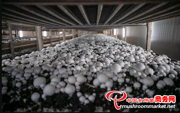 全球首次對雙孢菇進行深入研究 充分挖掘雙孢菇對人體的益處