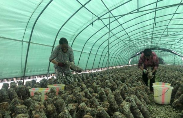 四川廣元：科技助力食用菌變“小康菌”