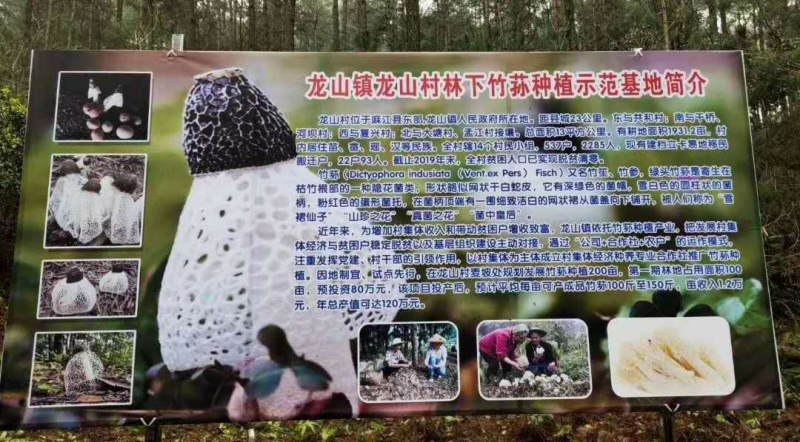 貴州：麻江縣百畝林下竹蓀喜獲豐收 實現綠色發展助農增收