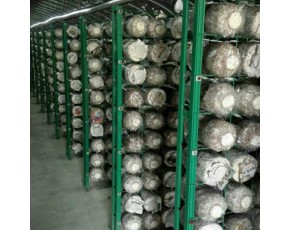 蘑菇养殖架厂家 新式网格养菌架子 工厂化出菇房网架