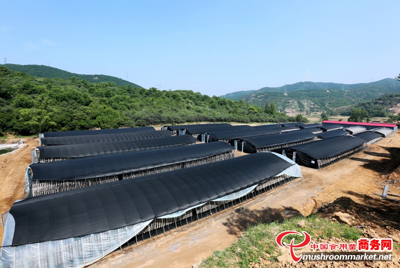 關于參加第五屆全國木耳產業大會的疫情防控要求，這些細節請知曉！
