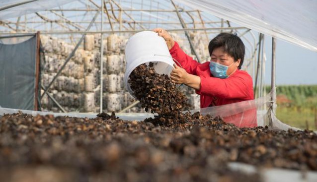 黑龍江林甸：黑木耳產業助農增收