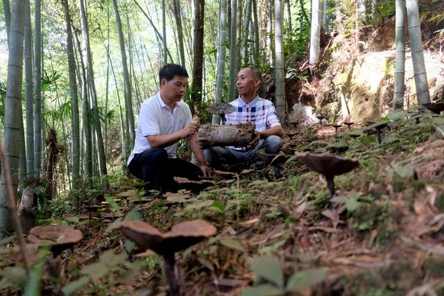 贵州：野生紫灵芝绽放致富花 鼓起农民钱袋子