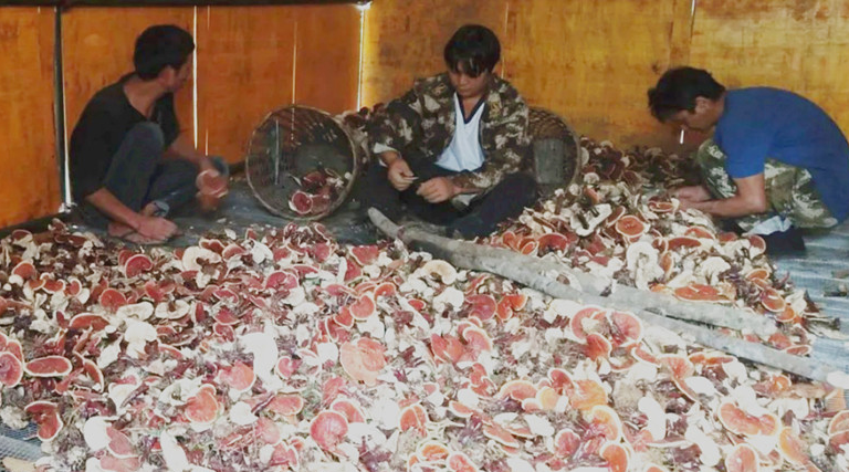 云南貢山縣：首茬林下仿野生白肉靈芝喜獲豐收