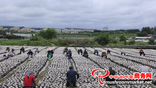 “東寧黑木耳”成功入選中國首批100個受歐盟保護地理標(biāo)志