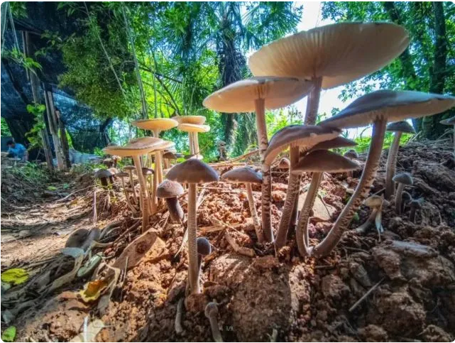 江西抚州：仿天然林下人工栽培鸡枞菇喜获成功，并获发明专利