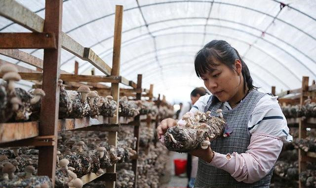 云南：宁洱食用菌扶贫车间助农脱贫