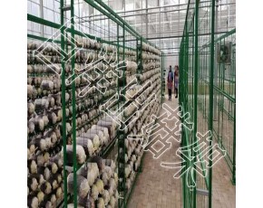 食用菌养菌架 2*5m 食用菌出菇网格 平菇专用架子