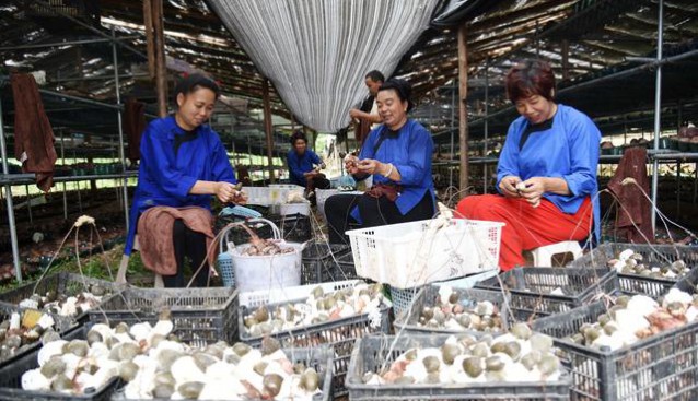 貴州榕江：竹蓀喜獲豐收 成為脫貧增收的“聚寶盆”