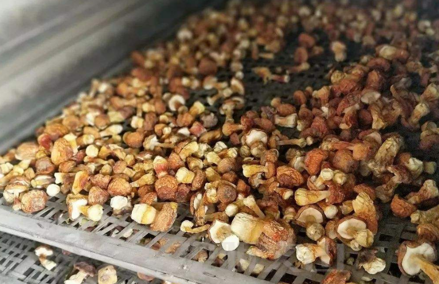 云南省文山州：小小巴西菇  開出“致富花”