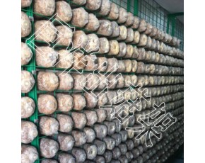 养殖专用蘑菇架 蘑菇培养房网架 秀珍菇网格架