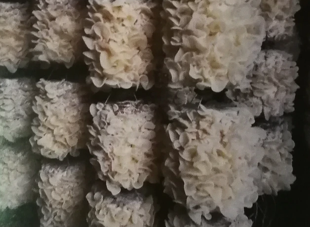 “白富美”食用菌品種在第十九屆農博會上大受歡迎
