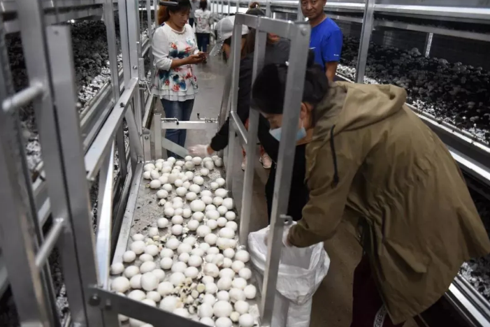 东北双孢菇标准工厂化生产及深加工项目迎来采菇季