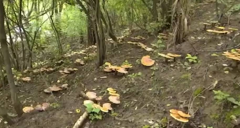 陕北首家！两万株林下灵芝在延安培育成功