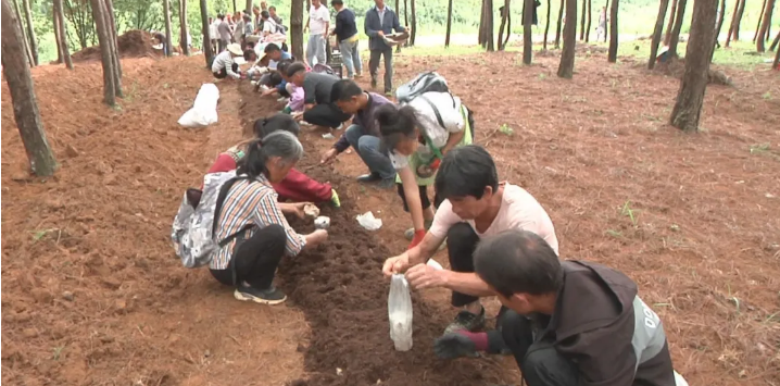 贵州：安龙县林下赤松茸种植助农端起金饭碗 每亩纯利润达5万余元