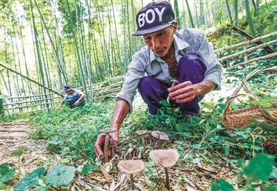 浙江：林下長根菇喜迎上市 每公斤批發價最高可達140元