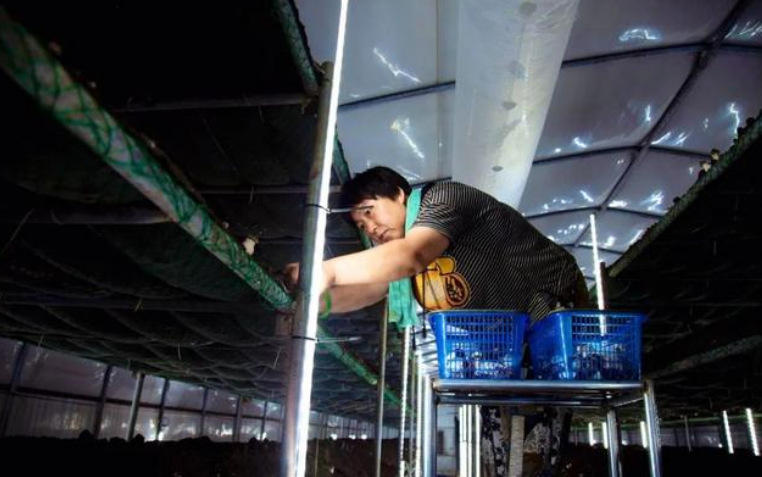 河南安阳：‘住’现代化恒温大棚的大球盖菇喜获丰收  日产1000-1500公斤