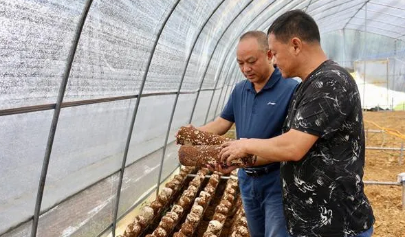 贵州：白云区金相源食用菌工厂化生产基地项目一期正式建成投产