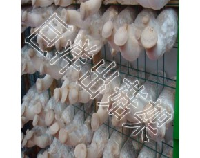 工厂化温室出菇架 食用菌栽培架 浸塑蘑菇养殖网片