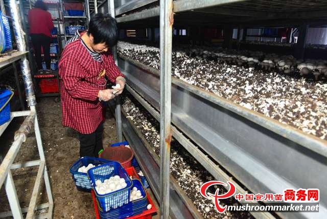 山西：山陰進口雙孢菇菌種順利投產