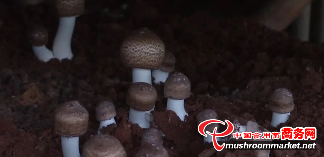 云南：安寧市試水“巴西菇”迎來好頭彩