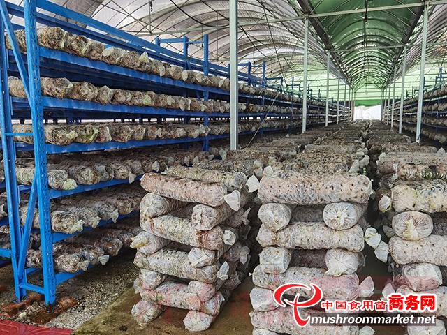 一場食用菌產(chǎn)業(yè)能源革命悄然興起 進(jìn)入“電氣”時代