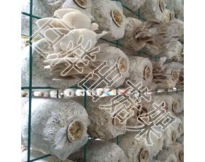 高温灭菌车 包塑出菇房网架 专业定制蘑菇出菇网格架