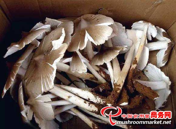 印度最昂貴的蘑菇，僅在兩個州出售，每公斤1200盧比