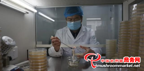 路等學：結緣食用菌 科技助脫貧