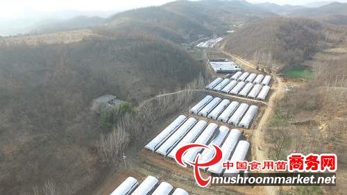 河南平頂山：打造香菇小鎮 “窮荒溝”變“金銀溝”