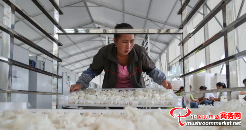 貴州晴隆縣：食用菌林下經濟助農增收