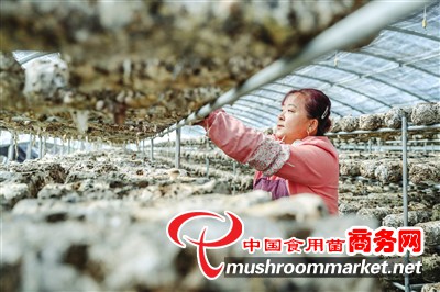 内蒙古土左旗：香菇种植与享受分红 建立示范基地